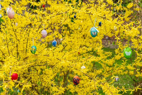 Traditional German Easter egg tree decoration with colorful painted eggs hanging on a blooming yellow Forsythia bush in a spring garden.