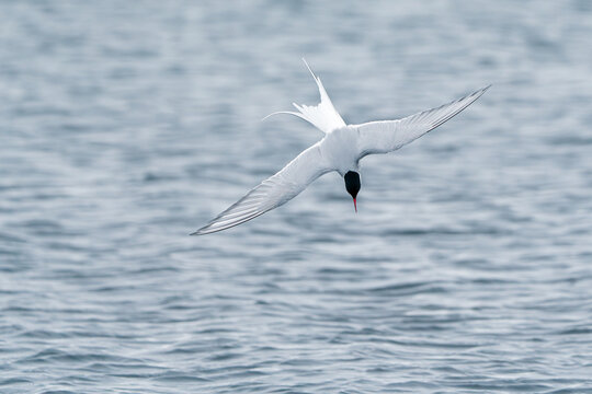 Svalbard, Svalbard and Jan Mayen - 21 June 2025: View of an Arctic Tern diving into the rippling blue water with its wings spread and red beak pointed downwards.