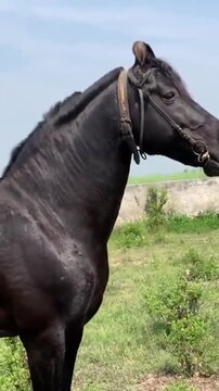 Elegant Black Stallion with Curved Ears Grazing and Looking Around in a Rural Farm.