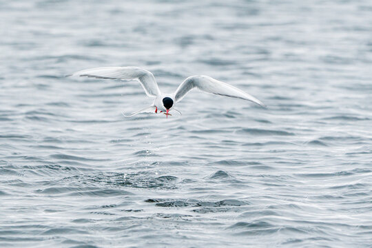 Svalbard, Svalbard and Jan Mayen - 21 June 2025: View of an Arctic tern flying low over the choppy cold waters with its wings spread and a small fish in its beak.