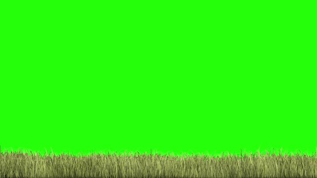 Green screen grass field landscape animation background for chroma key video editing