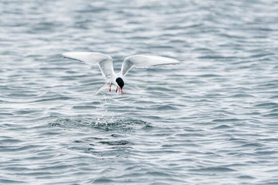 Svalbard, Svalbard and Jan Mayen - 21 June 2025: View of an Arctic Tern diving into the cold rippled waters to catch prey with its wings spread and water splashing.