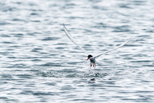 Svalbard, Svalbard and Jan Mayen - 21 June 2025: View of an Arctic Tern diving into the rippling cold water with its wings spread wide and red beak visible.
