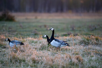 Two barnacle geese foraging in dry autumn meadow © Piotr