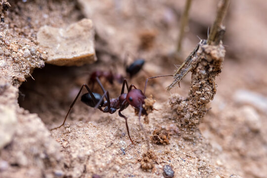 Macro worker ant carrying soil at colony entrance. Large ant working hard to move a clump of dry soil from its nest. Showcases natural industry with a shallow depth of field. Selective focus.