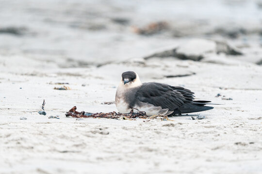 Svalbard, Svalbard and Jan Mayen - 24 April 2026: View of a Parasitic Jaeger bird resting on a sandy beach with scattered seaweed under soft arctic light.