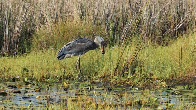 Adult african openbill stork methodically hunting for snails and mollusks in shallow water of lush green marsh. Bird patiently searching for food among aquatic vegetation. Rare african openbill stork