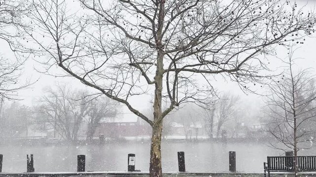 Tree and bench collect snowflakes drifting slowly down on this waterfront park