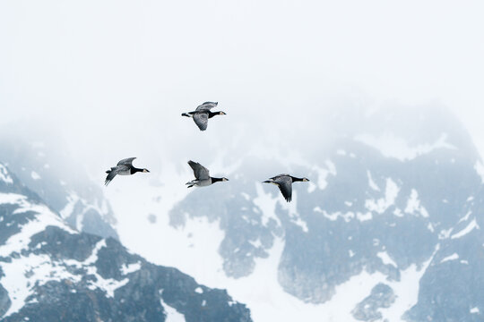 Svalbard, Svalbard and Jan Mayen - 24 April 2026: View of barnacle geese flying in formation past snow-covered mountain peaks and misty slopes.