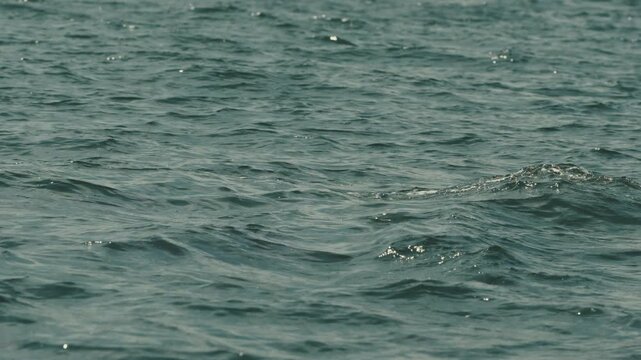 Wild dolphins swimming in the open ocean waters