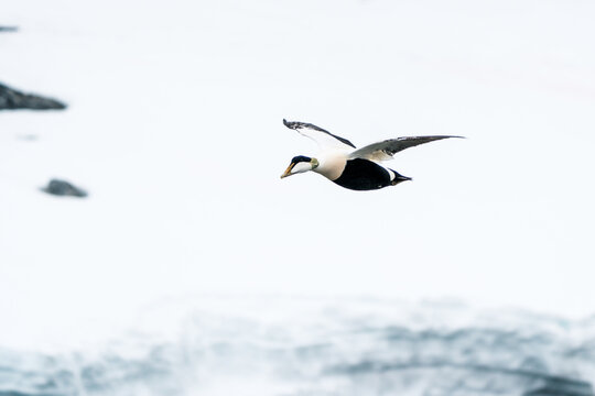 Svalbard and Jan Mayen - 24 April 2026: View of a male common eider flying over the snowy arctic landscape with ice and rocks in the background.