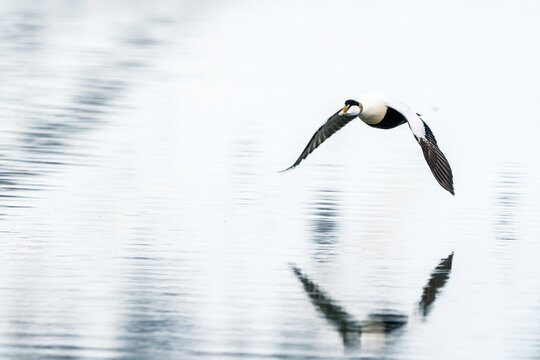 Svalbard, Svalbard and Jan Mayen - 24 April 2026: View of a male common eider flying low over the calm water with its reflection visible in the arctic light.