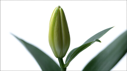 Obraz premium Vibrant Green Flower Bud on a White Background with Lush Leaves, Symbolizing Growth, Freshness, and New Beginnings in Nature's Beauty