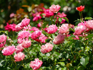 Fototapeta premium Varietal elite roses bloom in Rosengarten Volksgarten in Vienna. Pink Floribunda rose flowers