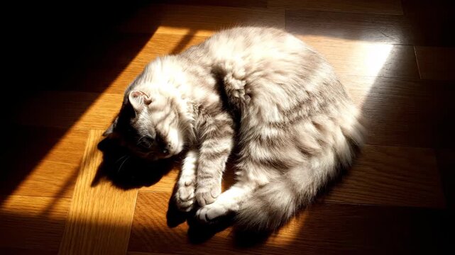 Fluffy grey tabby cat sleeping curled up on a wooden floor. Domestic feline resting and sunbathing in a bright patch of sunlight indoors. High contrast shadows