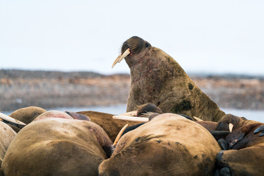 Svalbard, Svalbard and Jan Mayen - 24 April 2026: View of a group of walruses huddling on a rocky beach with one individual raising its head and tusks.
