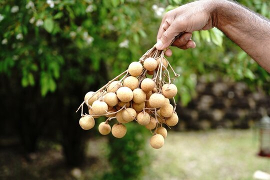 Hand holding longan fruits against nature background with copy space