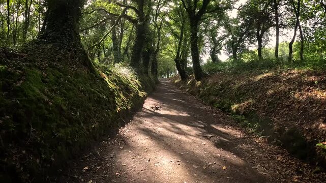 French Way of Saint James - a path in the forest near to A Brea, Santiago de Lestedo, municipality of Palas de Rei, comarca of Ulloa, province of Lugo, Galicia, Spain