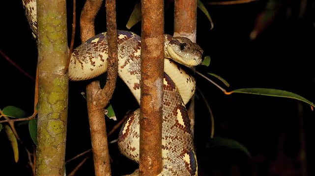 Madagascar tree boa, Sanzinia madagascariensis, wrapped around tree, tongues 3