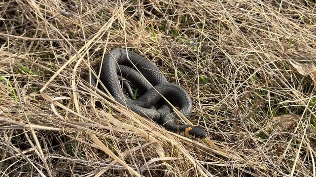 Grass snake, Natrix natrix, coiled in dry grass. Wild reptile basking in the sun in a natural meadow environment
