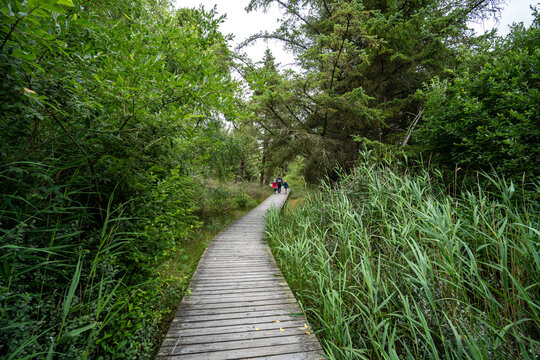 Holzbohlenweg durch die D&uuml;nen von Amrum