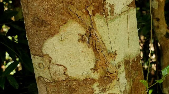 Madagascan leaf-tailed gecko, Uroplatus sikorae, leaves his resting place 8
