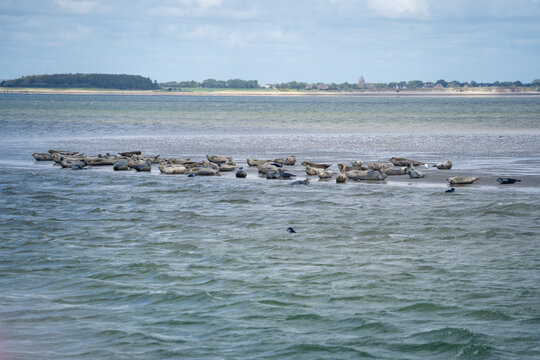 Seehundkolonie im UNESCO-Weltnaturerbe Wattenmeer