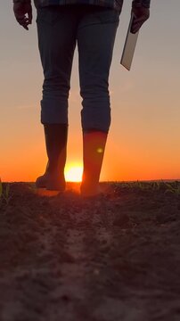 Farm owner working in corn field. Growing food. Farmer with digital tablet go in green sprouts field. Farmer's feet walking in agricultural field holding tablet in hand. Agricultural business. Sun sky
