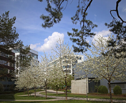 Garching, Bavaria, Germany -   spring view of the business park with white flowering apple trees