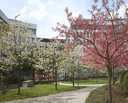 Garching - business park, Germany -  Springtime with sakura blooming tree full of pink blossoms and the white flowers of the apple trees