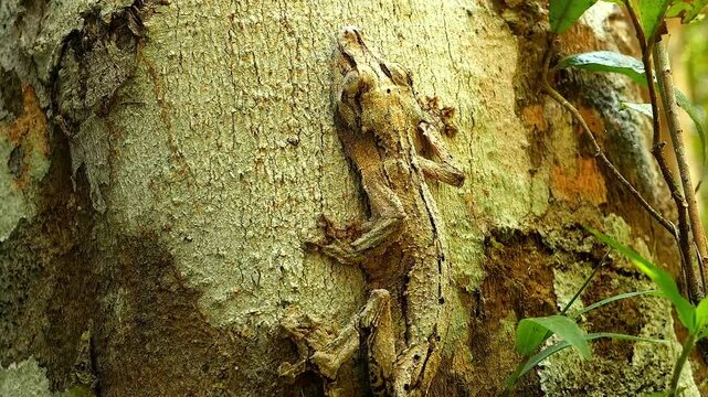 Madagascan leaf-tailed gecko, Uroplatus sikorae, camouflaged on tree trunk 1