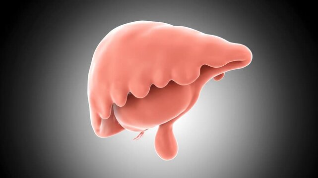 3D Visualization of Human Pancreas: Endocrine Organ Anatomy and Texture