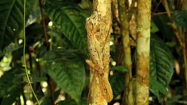 Madagascan leaf-tailed gecko, Uroplatus sikorae, camouflaged on tree trunk 10