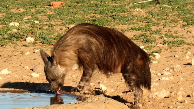 brown hyena, Parahyaena brunnea, at small waterhole, drinking 2