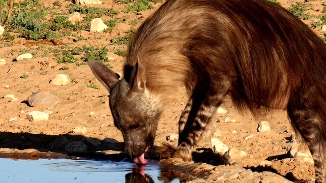 brown hyena, Parahyaena brunnea, female drinks water and disappears, portrait 8