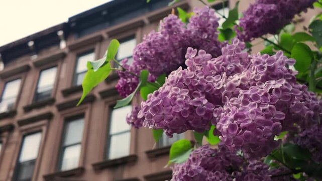 purple blossoms in front of Brooklyn brownstone houses