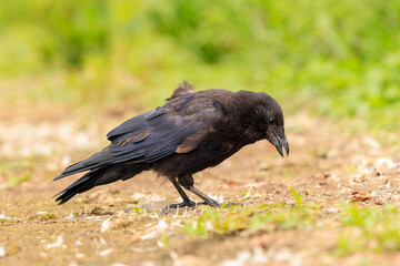 Fototapeta premium Closeup of a carrion crow Corvus corone black bird foraging