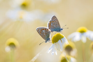 Common blue butterflies Polyommatus icarus couple mating © Sander Meertins