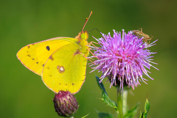 Clouded yellow butterfly, Colias croceus, feeding nectar © Sander Meertins
