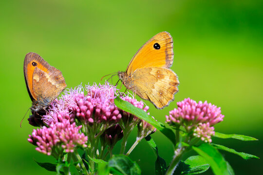 Gatekeeper butterfly, Pyronia tithonus, resting