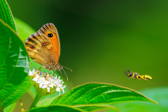 Gatekeeper butterfly, Pyronia tithonus, resting