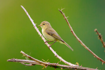 Obraz premium Common chiffchaff bird Phylloscopus collybita