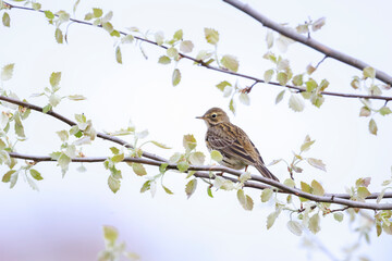 Fototapeta premium Meadow pipit, anthus pratensis, bird perched