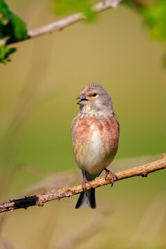 Linnet male bird, Carduelis cannabina singing during Springtime