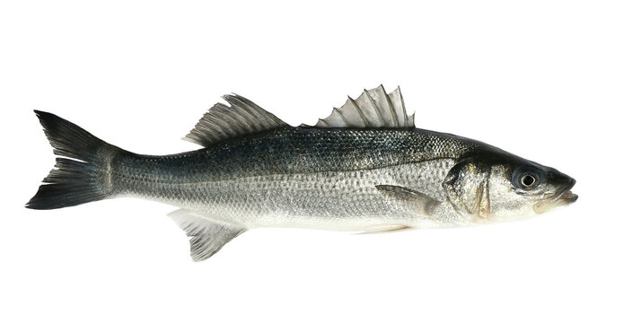 European bass, seabass, Dicentrarchus labrax, isolated on white background, clipping path
