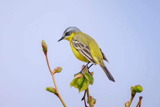 Closeup of a male western yellow wagtail bird Motacilla flava singing
