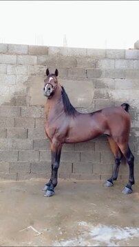Elegant Brown Stallion Showing Alertness and Noble Posture.