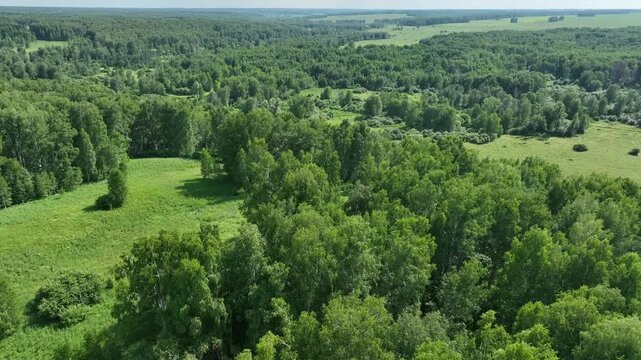 View from above of a wooded area in summer. 