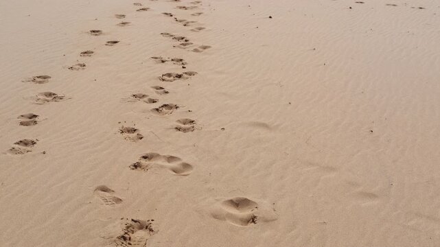 People walking on sand dunes leaving footprints. Trail of footprints in the sand leads to two people walking away on a large dune toward the vegetation and the sea in the background, a sunny day
