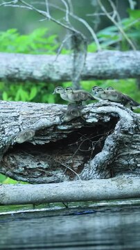 Cutest Ducklings Leap of Faith to Follow Mom  Silver River